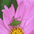 Speckled Bush Cricket nymph, Leptophyes punctatissima